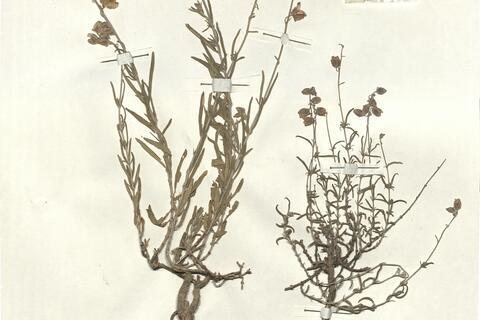 Helianthemum virgatum (Desf.) Pers. var. virgatum -  RO-HSepv 13334 photo