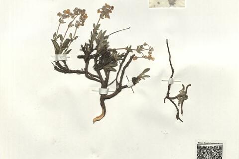 Helianthemum viscidulum Boiss. subsp. raynaudii (A. Ortega, Romeró Garcia & C. Morales) G. López ^ -  RO-HSepv 16274 photo