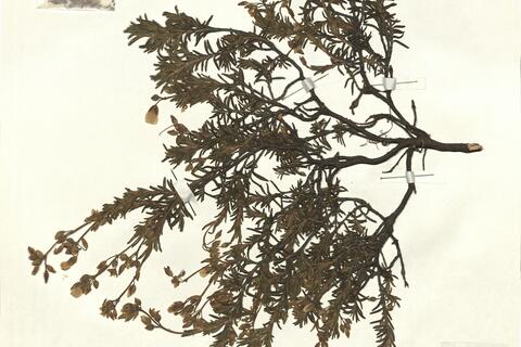 Halimium viscosum (Willk.) Pinto da Silva ^ -  RO-HSepv 15306 photo