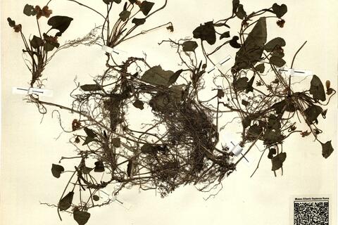 Viola alba Bess. subsp. alba -  RO-HSepv 11444 photo