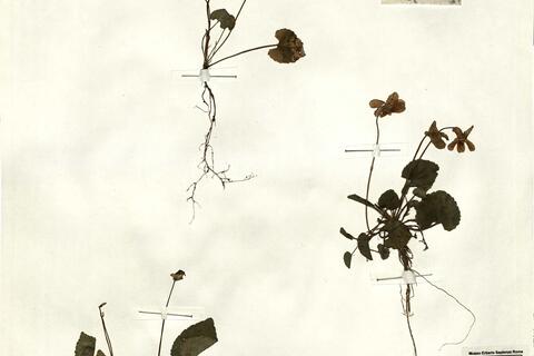 Viola alba Bess. subsp. dehnhardtii (Ten.) W. Becker -  RO-HSepv 15297 photo