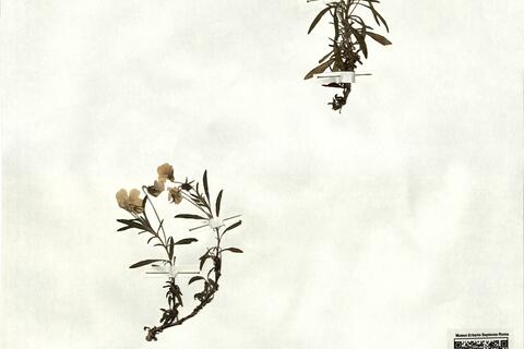 Viola arborescens L.  -  RO-HSepv 17200 photo