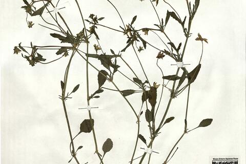 Viola arvensis Murray -  RO-HSepv 19236 photo