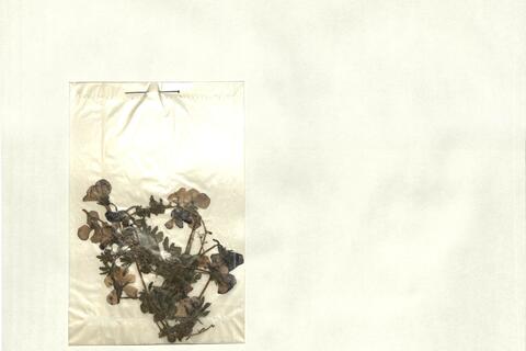 Viola bubanii Timb.-Lagr. -  RO-HSepv 13319 photo