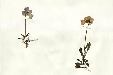 Viola calcarata L. subsp. calcarata -  RO-HSepv 14274 photo