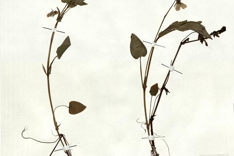 Viola canina L. subsp. montana (L.) Hartm. -  RO-HSepv 18172 photo