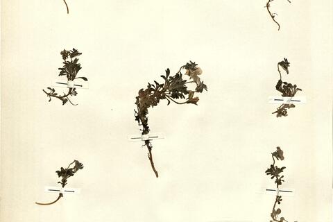 Viola diversifolia (DC.) W. Beck -  RO-HSepv 11446 photo