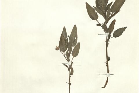 Viola elatior Fries -  RO-HSepv 15298 photo