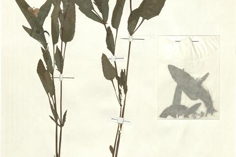 Viola elatior Fries -  RO-HSepv 15299 photo