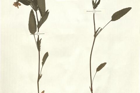 Viola elatior Fries -  RO-HSepv 15300 photo