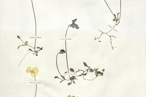 Viola eugeniae Parl. subsp. eugeniae -  RO-HSepv 19237 photo