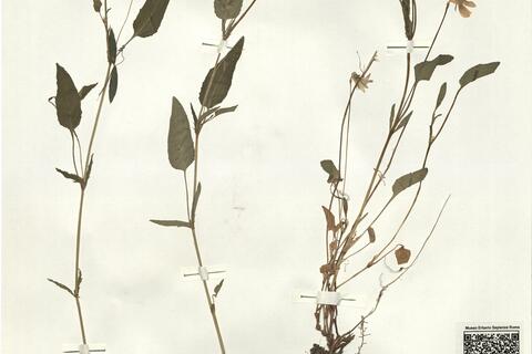 Viola x gotlandica W. Beck. -  RO-HSepv 16265 photo