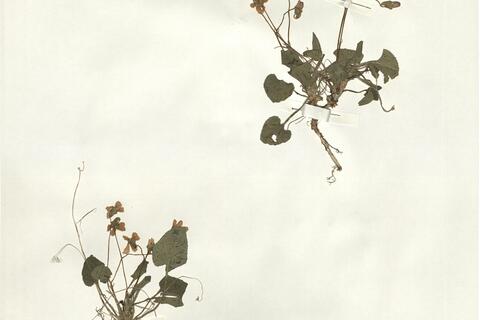 Viola hirta L. -  RO-HSepv 14275 photo