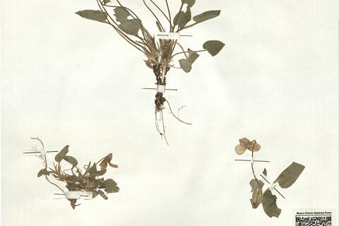 Viola hirta L.  -  RO-HSepv 17202 photo