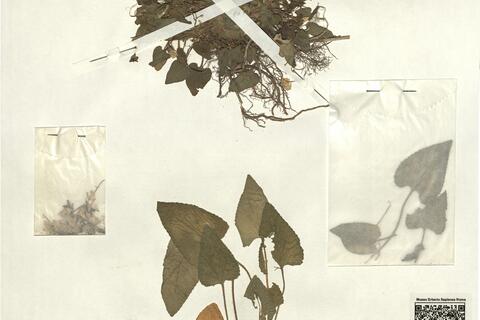 Viola hirta L. var. fraterna Reichenb. -  RO-HSepv 13321 photo