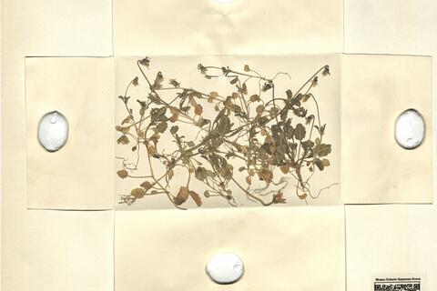 Viola kitaibeliana Schultes  -  RO-HSepv 11448 photo