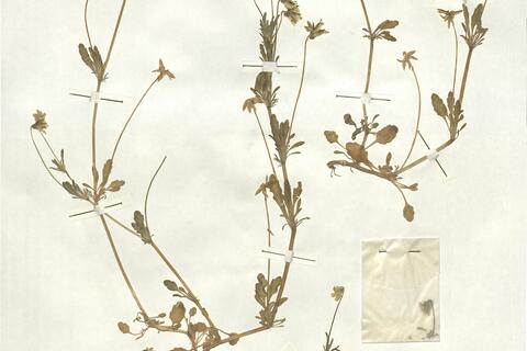 Viola kitaibeliana Schultes  -  RO-HSepv 17203 photo