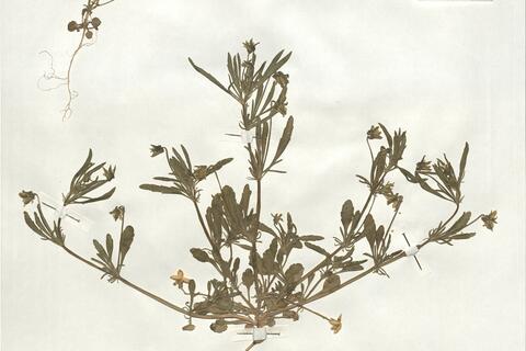 Viola kitaibeliana Schultes  -  RO-HSepv 19238 photo