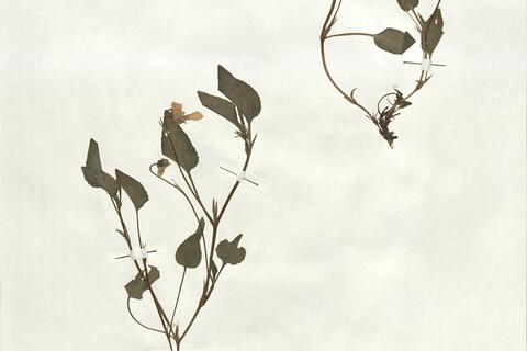 Viola lactea Sm.  -  RO-HSepv 19239 photo