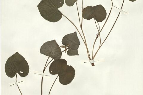 Viola mirabilis L. -  RO-HSepv 14277 photo