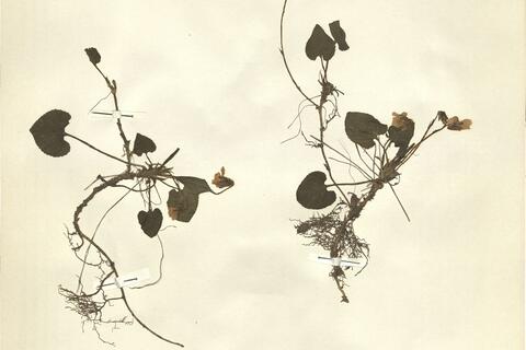 Viola x multicaulis Jord. -  RO-HSepv 11449 - immagine 2
