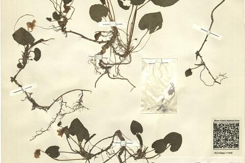 Viola x multicaulis Jord. -  RO-HSepv 11449 photo