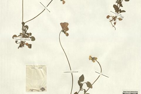 Viola munbyana Boiss. & Reut. -  RO-HSepv 12347 photo