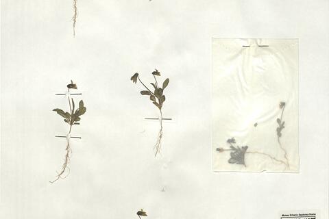 Viola occulta Lehm. -  RO-HSepv 19241 photo