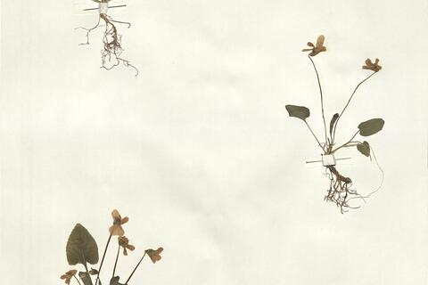 Viola odorata L. -  RO-HSepv 14278 photo