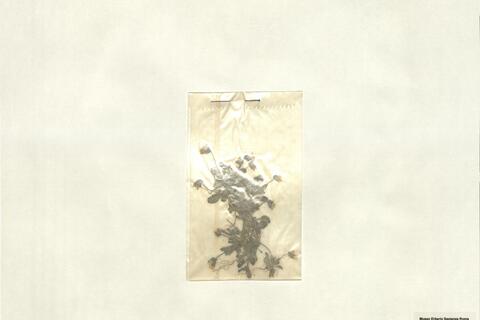 Viola parvula Tineo -  RO-HSepv 13323 photo