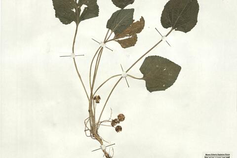 Viola pyrenaica Ramond ex DC.  -  RO-HSepv 17205 photo