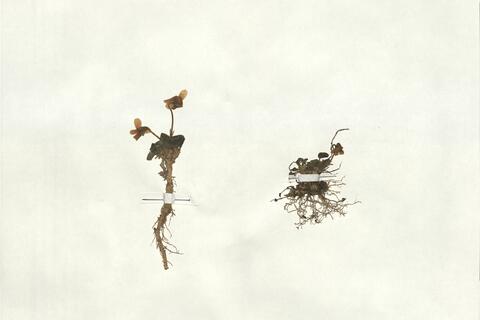 Viola pyrenaica Ramond ex. DC. -  RO-HSepv 18177 photo