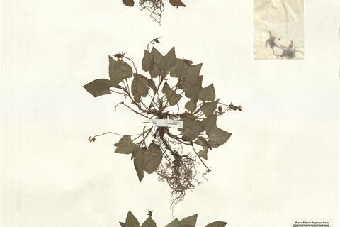 Viola reichenbachiana Jord. ex Boreau -  RO-HSepv 12348 photo