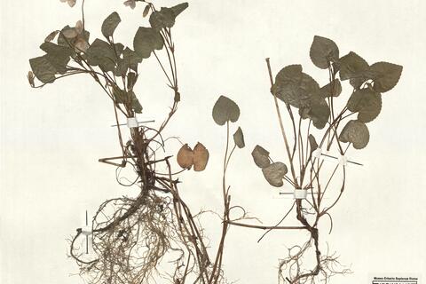 Viola riviniana Reichenb. -  RO-HSepv 12350 photo