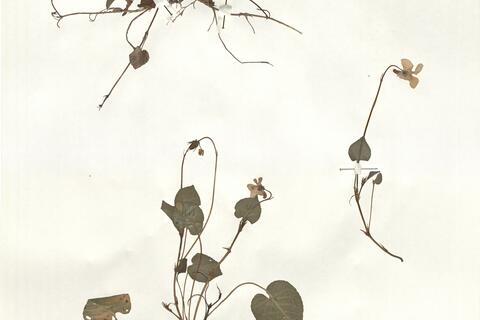 Viola riviniana Reichenb. -  RO-HSepv 16264 photo