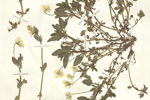 Viola saxatilis F.W. Schmidt -  RO-HSepv 15305 photo