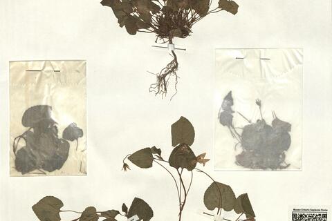 Viola x spuria Čelak. -  RO-HSepv 13327 photo