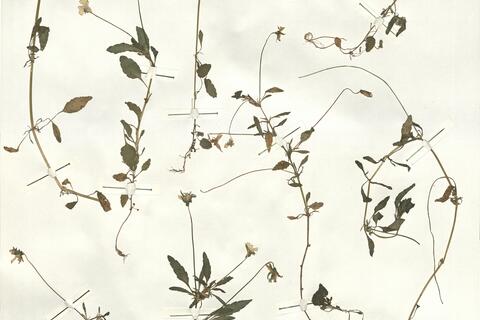 Viola tricolor L. subsp. curtisii (E. Forst.) Syme -  RO-HSepv 14282 photo