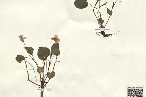 Viola x uechtritziana Borb. -  RO-HSepv 13328 photo