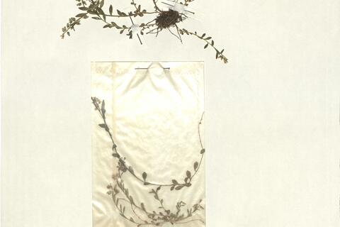 Polygala alpestris Reichenb. -  RO-HSepv 13299 photo