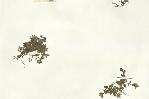 Polygala alpina (DC.) Steud. -  RO-HSepv 14245 photo