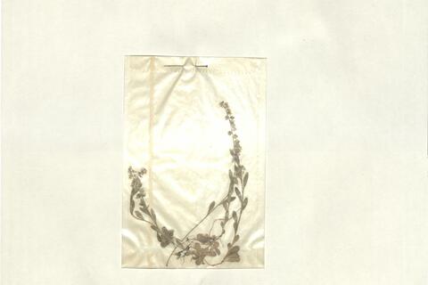 Polygala amarella Crantz -  RO-HSepv 13300 photo