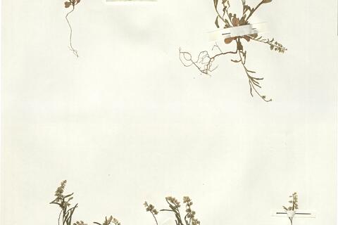 Polygala amarella Crantz -  RO-HSepv 14246 photo