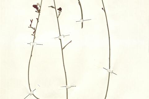 Polygala balansae Coss. -  RO-HSepv 12328 - immagine 2