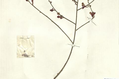 Polygala balansae Coss. -  RO-HSepv 12328 photo