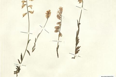 Polygala boissieri Coss. -  RO-HSepv 12329 photo