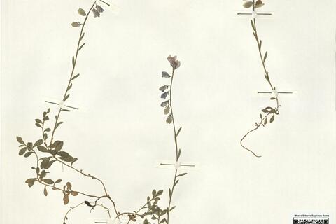 Polygala calcarea F.W. Schultz -  RO-HSepv 15279 photo