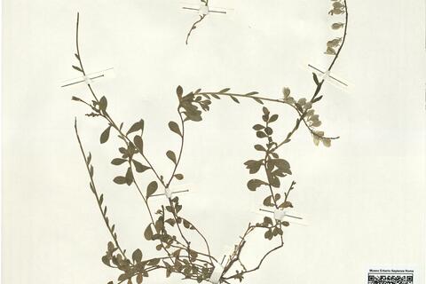 Polygala calcarea F.W. Schultz -  RO-HSepv 15280 photo