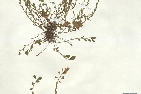 Polygala calcarea F.W. Schultz -  RO-HSepv 18145 photo