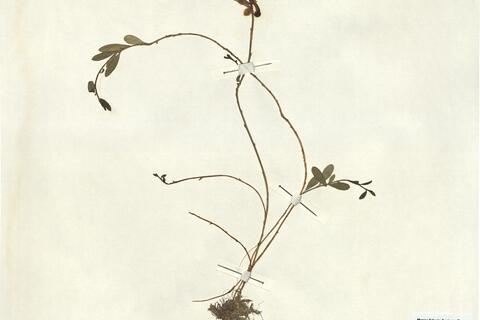 Polygala chamaebuxus L. -  RO-HSepv 13301 photo